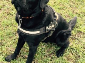 Dobby-Duke vom Hexenquell