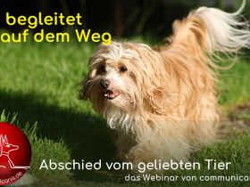 Abschied aus tierischer Sicht. Gut begleitet auf dem Weg. | online 29.08.24