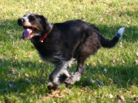 Hundeschule Grosse Freiheit