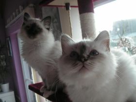 aus der Säubrenner Stadt