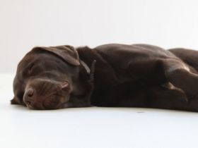 Mobile Hundeschule Kirsten Wilson