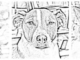 Tiernaturheilpraxis Kimbanda