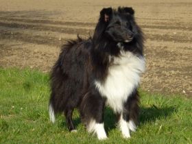 Candy von Yoschy VDH/FCI