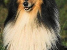 Flash Black De La Chapelle Aux Arbres