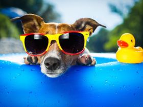 Hunde- und Katzenparadies Edith