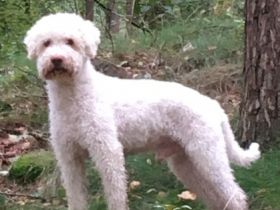 Barneby vom Hoffmannseck