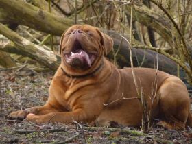 Forman from old Shadow