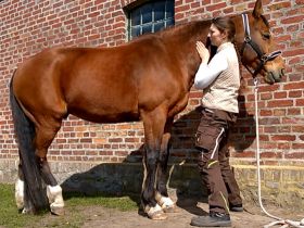 Pferdegesundheitstrainerin Stefanie Brandt