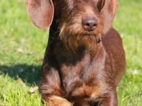 Benno vom Bevergrund