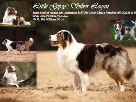 Little Gipsy's Silver Logan RNX DNA-VP