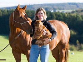 mobile Tierheilpraxis für Hunde, Pferde,Katzen