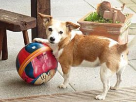 Hundepension privat in Köln Vogelsang