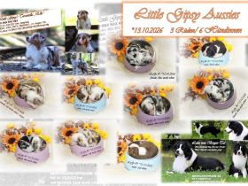 Traumhafte, reinrassige Australian Shepherd Welpen  *13.10.2026 mit ASCA -Papieren!