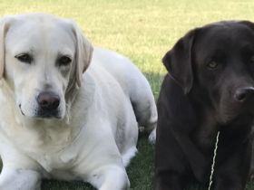 of Sweet As Chocolate Labradors
