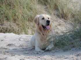 Hieronymus from Ivy´s Paradise