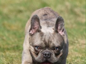 Hugo Boss vom Westerwald