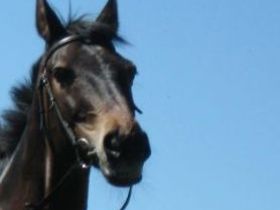 Klassische Homöopathie, mobile Naturheilpraxis für Tiere