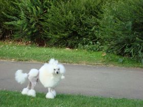 Yustus iz Zazerkalia