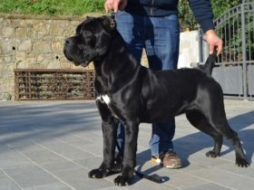 Allevamento dei Grausi