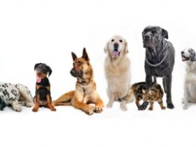 hundebetreunung/Hundesitting