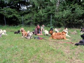 Hundeerziehungsberatung Engelmann