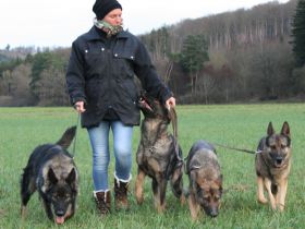 crazy dog to walk Gassiservice