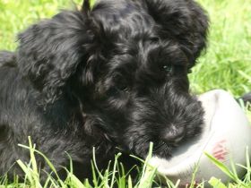 des despote avec le coeur