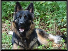 Hunter vom Schattenwolf