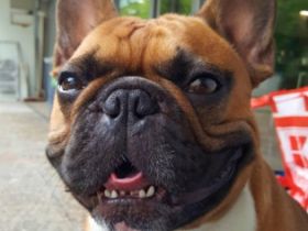 Artos-Laiv of Rosengarden