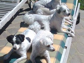 Hundepension zum Röschenhaus