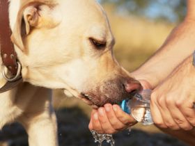Das Geheimnis des Hundeflüsterns