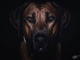 Multi.Ch. Bakiri zum Weissen