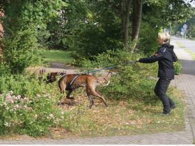 Canicor Mobile Hundeschule