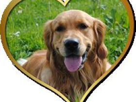 Die Hundeschule mit Herz