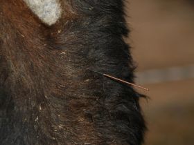 Akupunktur D. Pfeiffer