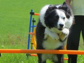 Freizeitspaß für Hunde jeden Alters