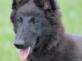 du Chateau de Montmirail