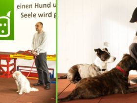 DCI DogCoach Institut