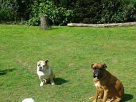 Tierpension Burgwedel Wedemark Hannover Celle