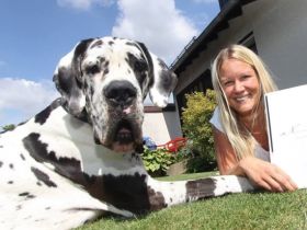 Seelenkunst-der-Hunde