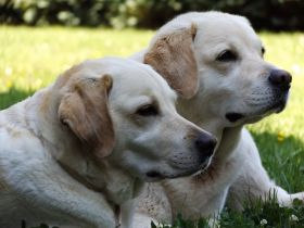 Hund in Form Ina Rohde