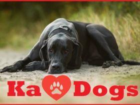 Ka-Dogs