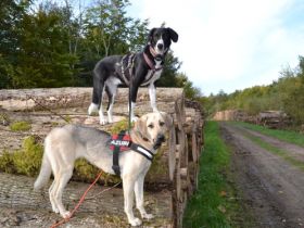 INSTINKT&INTUITION - die andere Hundeschule