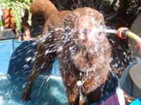 Tierschutz und Tierpension Pfötchenglück