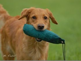 Hundeschule Retrievertreff Peberg