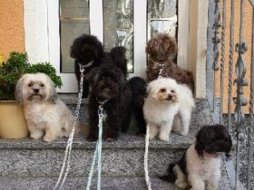 Infos zur Rasse Bolonka Zwetna: - hervorragend zur