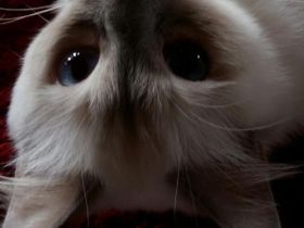 aus der Säubrenner Stadt