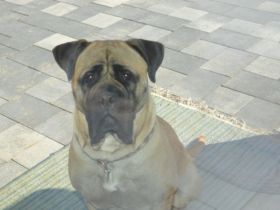 Bullmastiff   braun gestromt