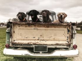 DOG´s life Berlin - Hundebetreuung