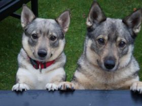 Herringloese Dyreklinik